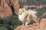 SPITZ ALLEMAND 344